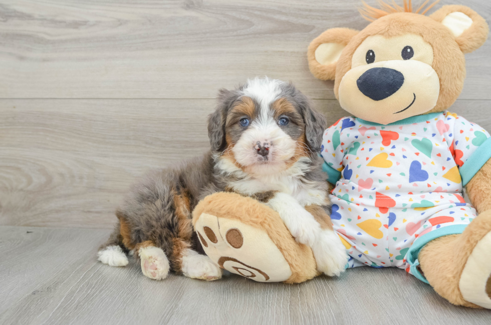 6 week old Mini Bernedoodle Puppy For Sale - Windy City Pups