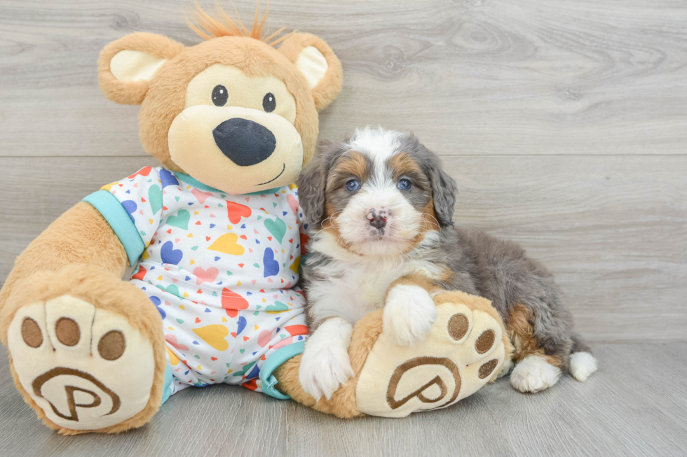 Mini Bernedoodle Puppy for Adoption