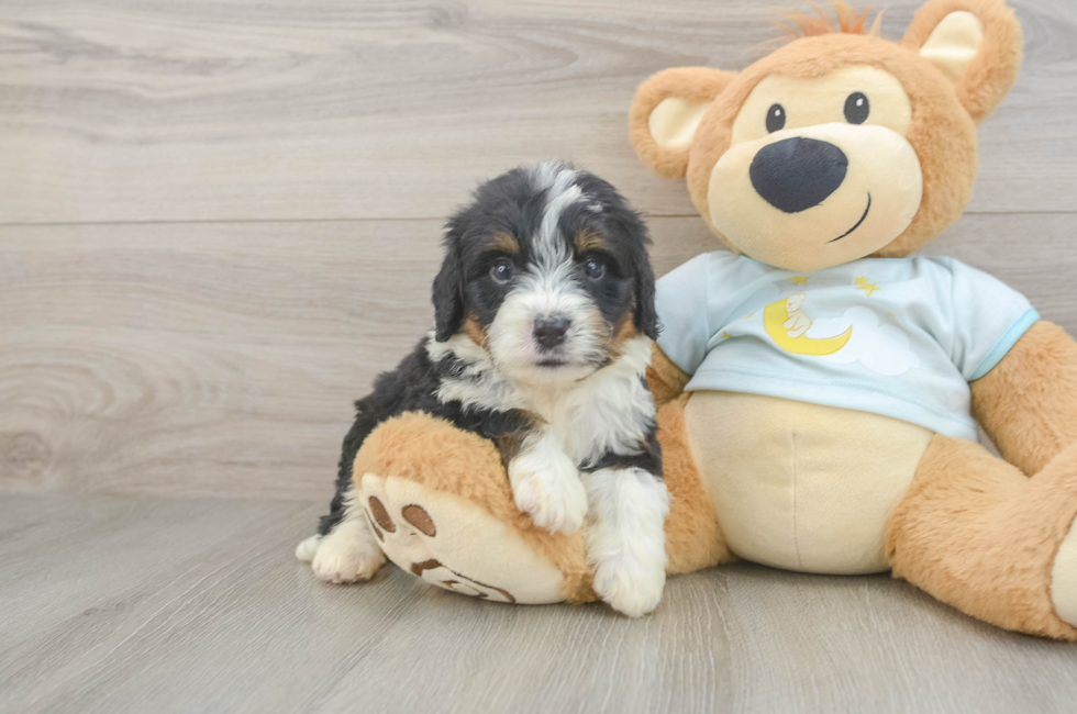 5 week old Mini Bernedoodle Puppy For Sale - Windy City Pups
