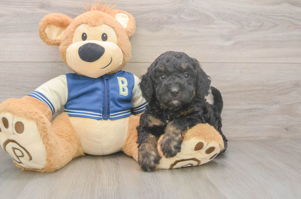 5 week old Mini Bernedoodle Puppy For Sale - Windy City Pups