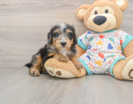 8 week old Mini Bernedoodle Puppy For Sale - Windy City Pups