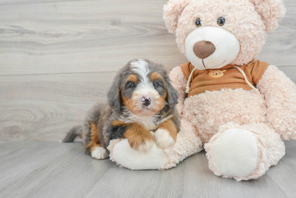 Mini Bernedoodle Pup Being Cute