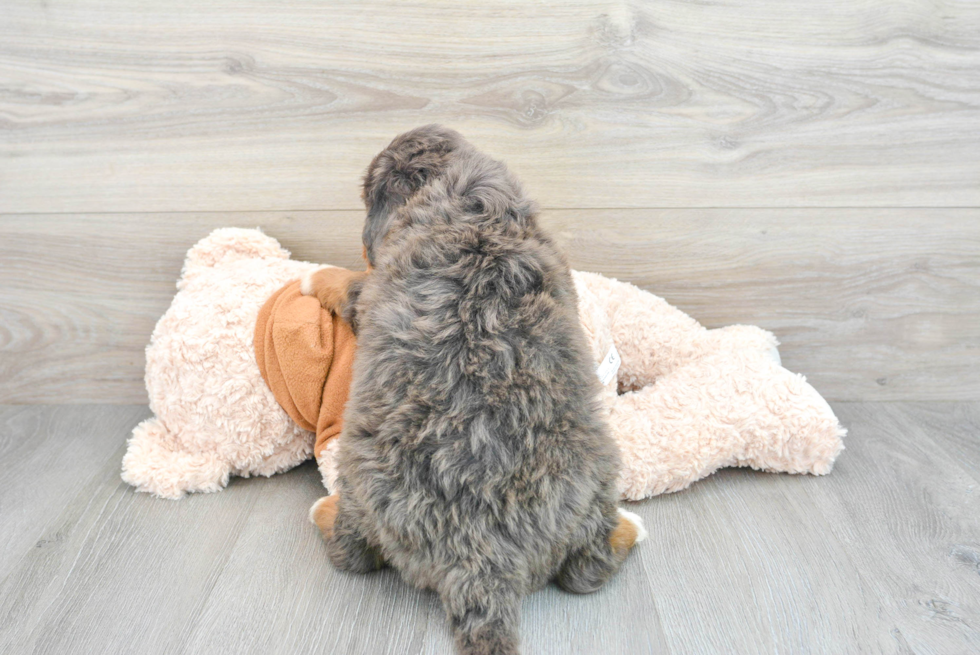 Mini Bernedoodle Puppy for Adoption