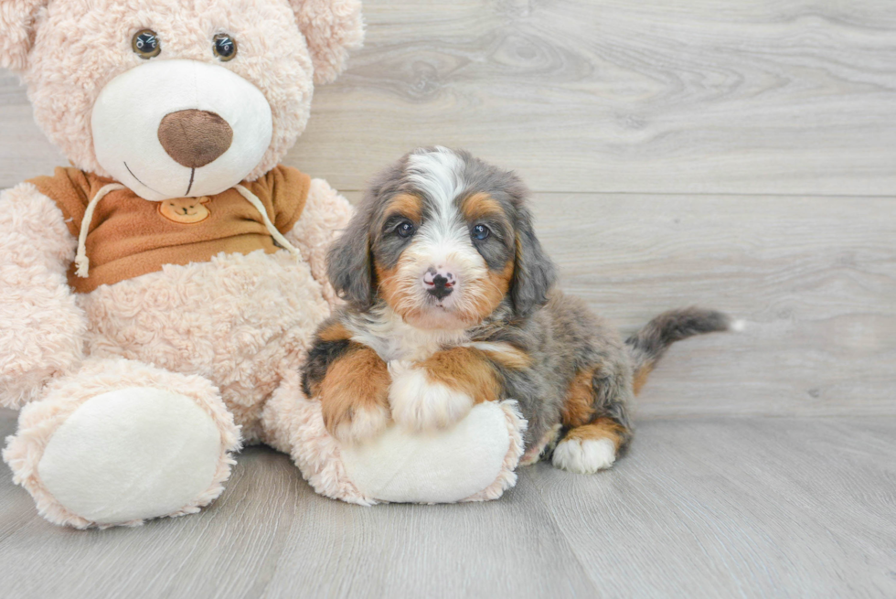 Mini Bernedoodle Puppy for Adoption