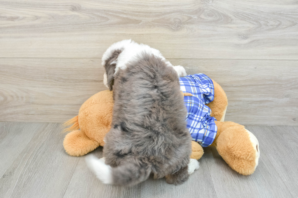 Popular Mini Bernedoodle Poodle Mix Pup