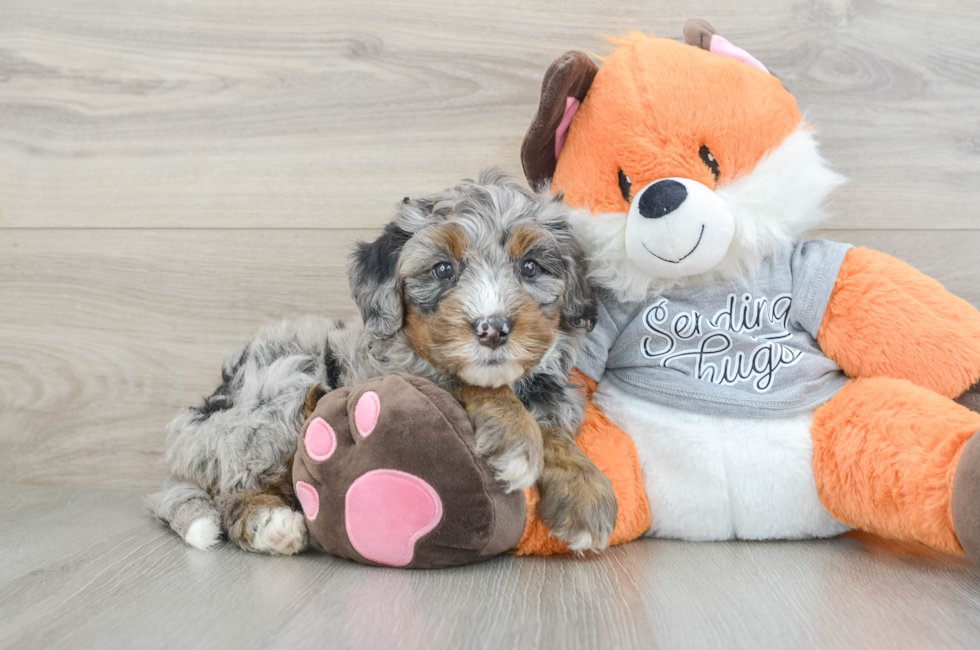 6 week old Mini Bernedoodle Puppy For Sale - Windy City Pups
