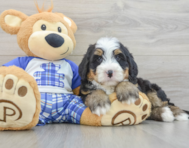 7 week old Mini Bernedoodle Puppy For Sale - Windy City Pups