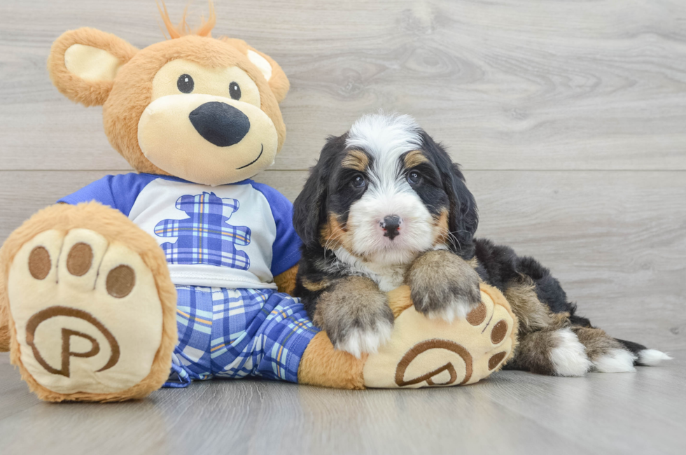 5 week old Mini Bernedoodle Puppy For Sale - Windy City Pups