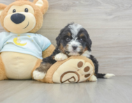 8 week old Mini Bernedoodle Puppy For Sale - Windy City Pups