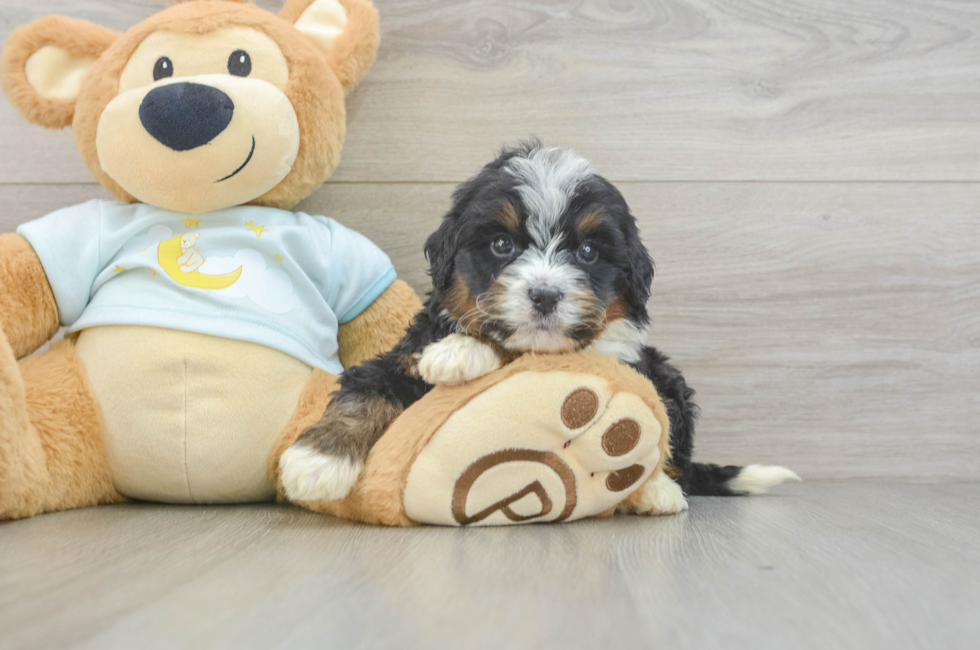 5 week old Mini Bernedoodle Puppy For Sale - Windy City Pups