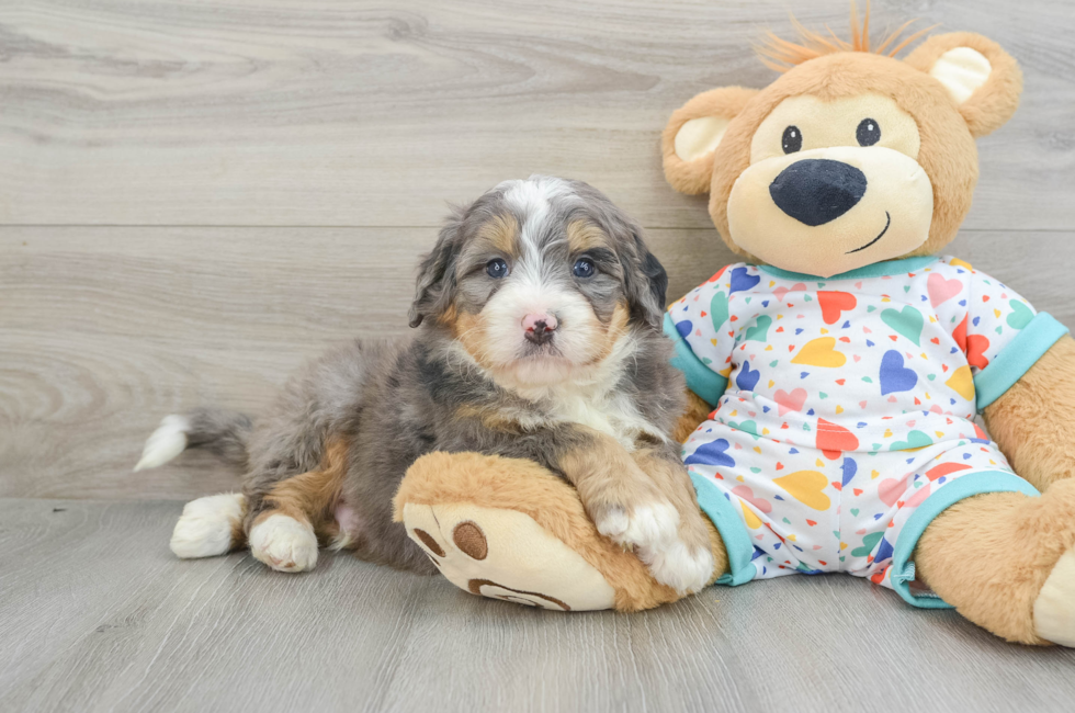 6 week old Mini Bernedoodle Puppy For Sale - Windy City Pups