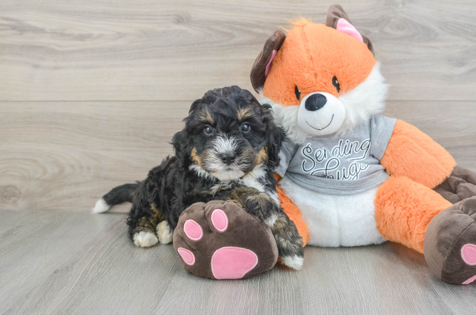 6 week old Mini Bernedoodle Puppy For Sale - Windy City Pups