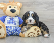7 week old Mini Bernedoodle Puppy For Sale - Windy City Pups