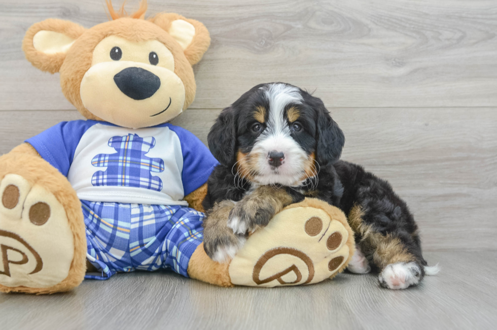 5 week old Mini Bernedoodle Puppy For Sale - Windy City Pups
