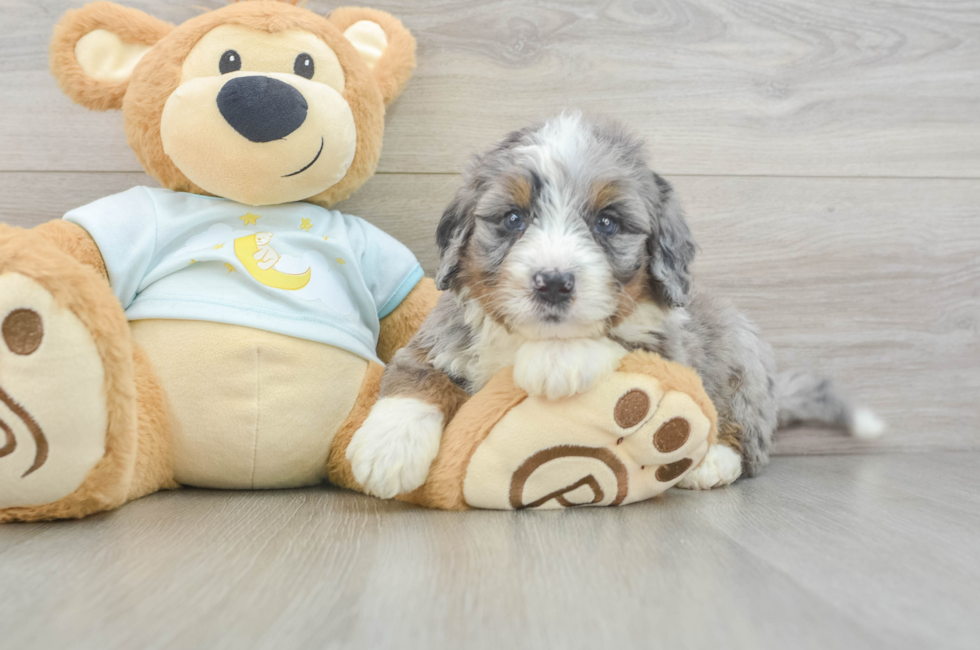5 week old Mini Bernedoodle Puppy For Sale - Windy City Pups