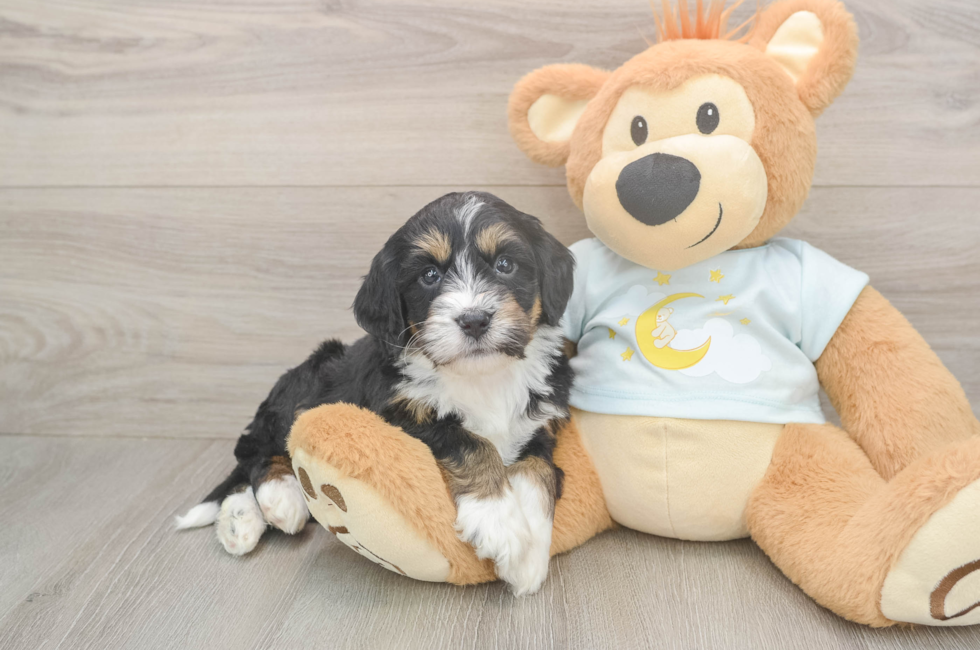5 week old Mini Bernedoodle Puppy For Sale - Windy City Pups