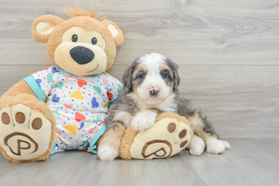 Best Mini Bernedoodle Baby