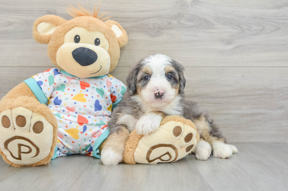 6 week old Mini Bernedoodle Puppy For Sale - Windy City Pups