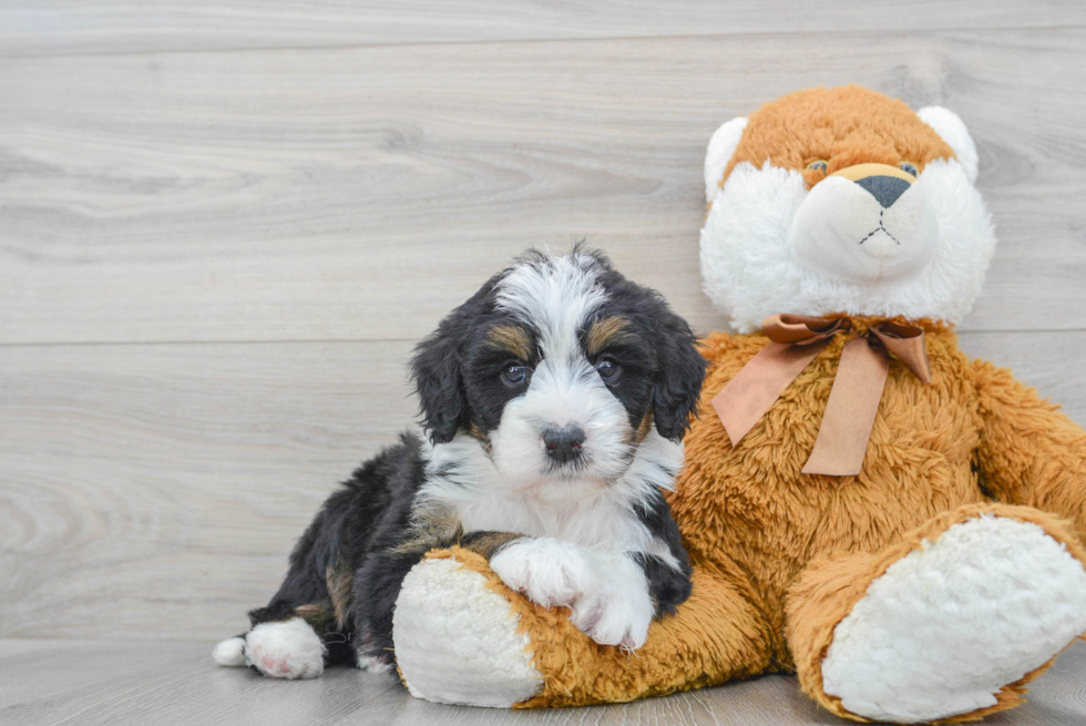 Energetic Mini Berniedoodle Poodle Mix Puppy