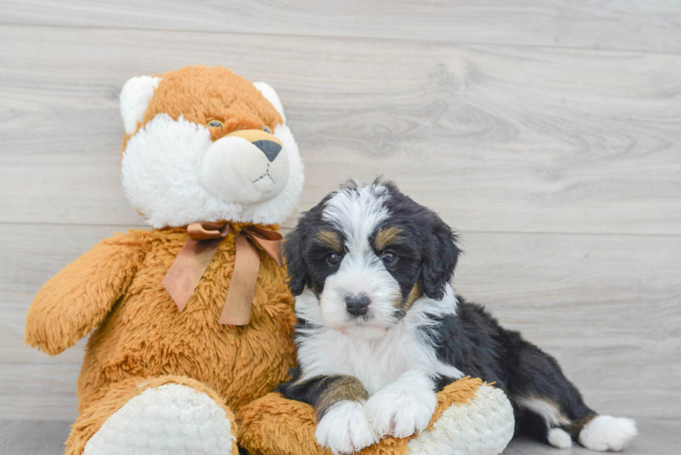 Mini Bernedoodle Pup Being Cute