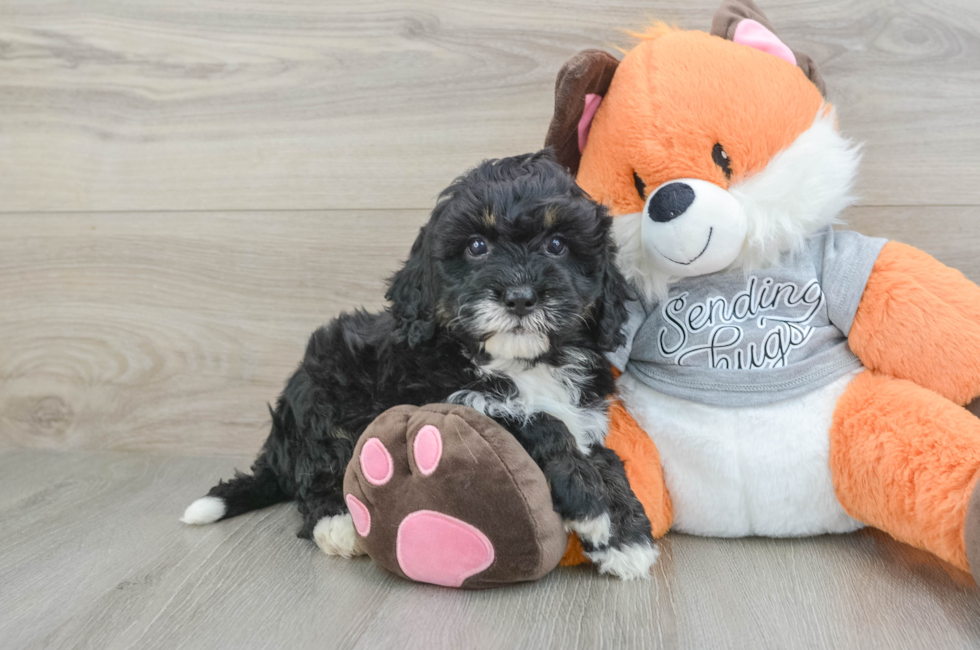 6 week old Mini Bernedoodle Puppy For Sale - Windy City Pups