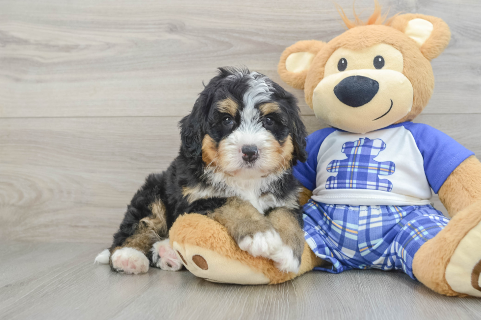 Mini Bernedoodle Puppy for Adoption