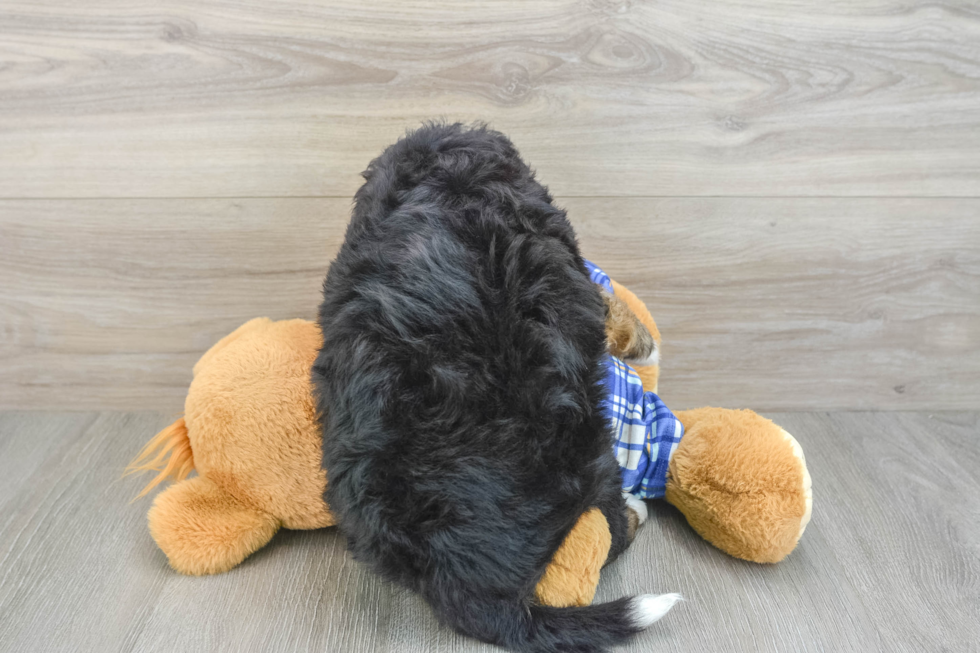 Hypoallergenic Mini Bernesepoo Poodle Mix Puppy