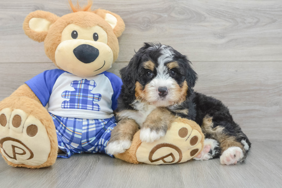 Funny Mini Bernedoodle Poodle Mix Pup