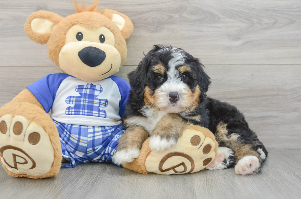 5 week old Mini Bernedoodle Puppy For Sale - Windy City Pups