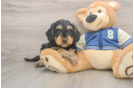 Mini Bernedoodle Puppy for Adoption