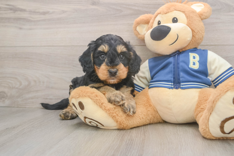 Mini Bernedoodle Puppy for Adoption