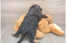 Mini Bernedoodle Pup Being Cute