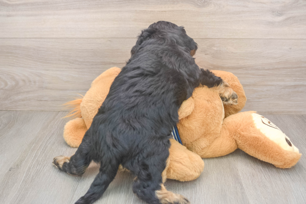 Mini Bernedoodle Pup Being Cute