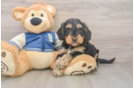 Smart Mini Bernedoodle Poodle Mix Pup