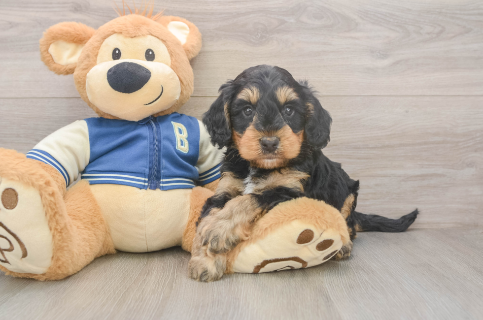 5 week old Mini Bernedoodle Puppy For Sale - Windy City Pups