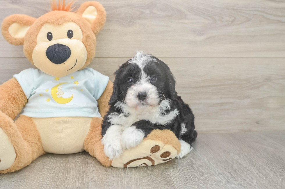 5 week old Mini Bernedoodle Puppy For Sale - Windy City Pups