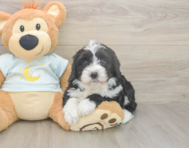5 week old Mini Bernedoodle Puppy For Sale - Windy City Pups 5 week old Mini Bernedoodle Puppy For Sale - Windy City Pups