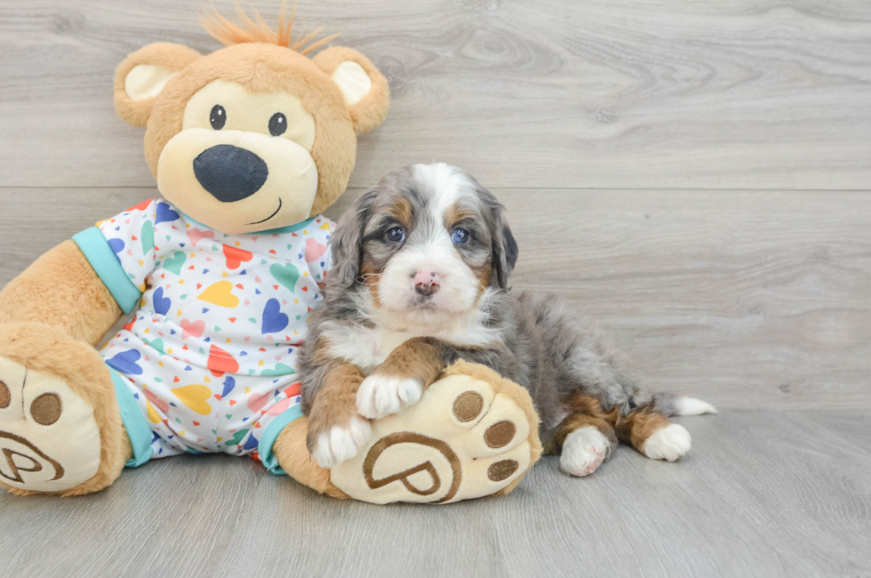 6 week old Mini Bernedoodle Puppy For Sale - Windy City Pups