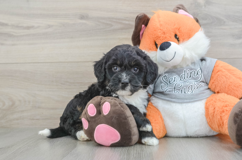6 week old Mini Bernedoodle Puppy For Sale - Windy City Pups