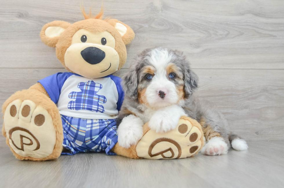 5 week old Mini Bernedoodle Puppy For Sale - Windy City Pups