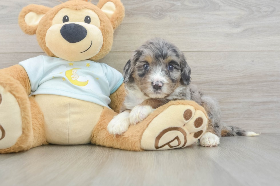 5 week old Mini Bernedoodle Puppy For Sale - Windy City Pups