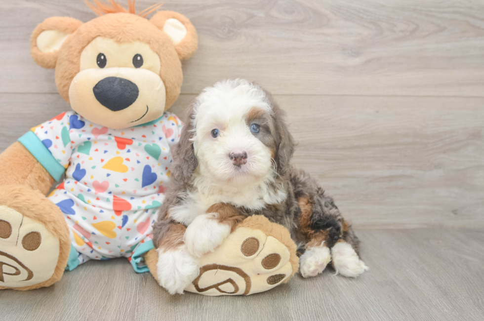 6 week old Mini Bernedoodle Puppy For Sale - Windy City Pups