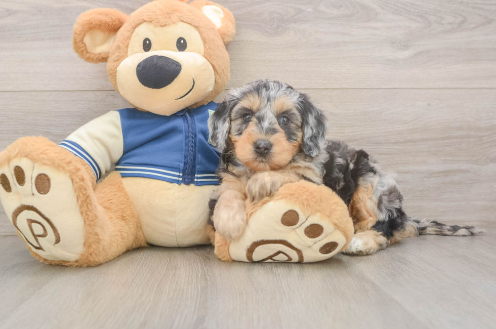 5 week old Mini Bernedoodle Puppy For Sale - Windy City Pups