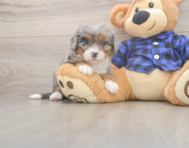 5 week old Mini Bernedoodle Puppy For Sale - Windy City Pups