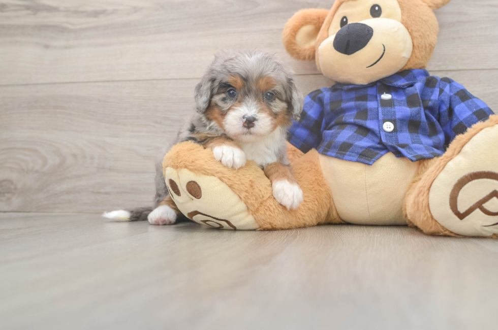 5 week old Mini Bernedoodle Puppy For Sale - Windy City Pups