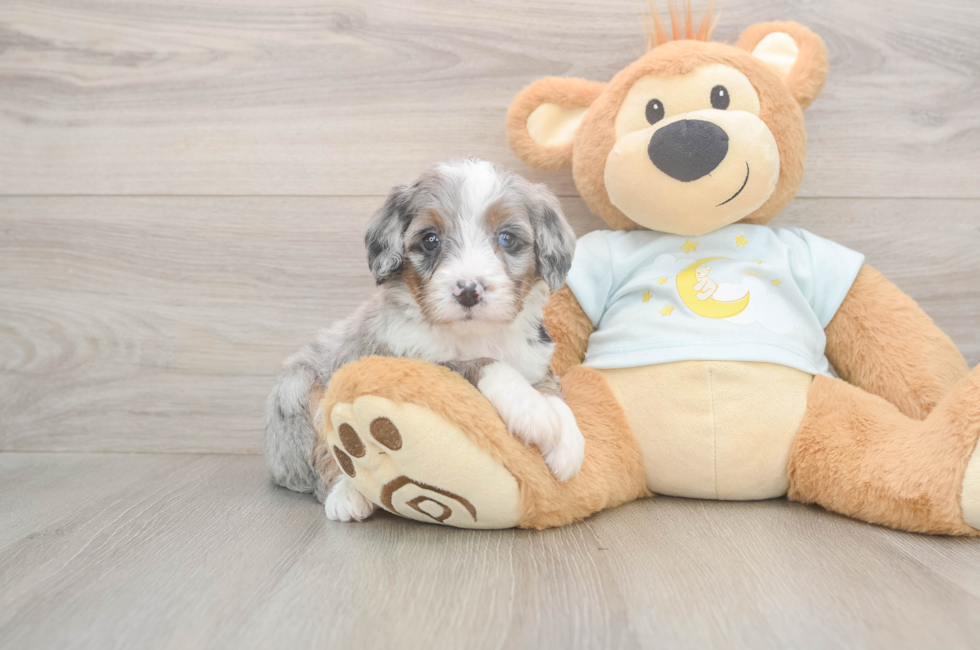5 week old Mini Bernedoodle Puppy For Sale - Windy City Pups