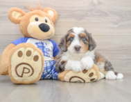 6 week old Mini Bernedoodle Puppy For Sale - Windy City Pups