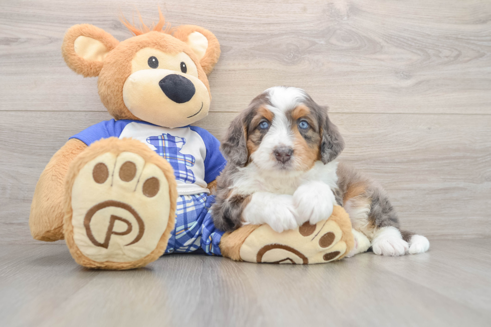 Happy Mini Bernedoodle Baby