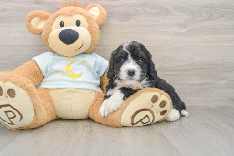Popular Mini Bernedoodle Poodle Mix Pup