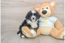 Funny Mini Bernedoodle Poodle Mix Pup